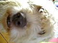 My dog noa