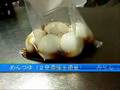 【お手軽＆簡単】おいしい半熟味玉を作っちゃおう！