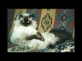 Fyver Meow