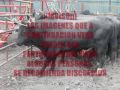 ACCIDENTE EN EL JARIPEO-SE FRACTURA EL BRAZO UN JINETE