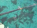 Large Caribe Pond Feeding Large Caribe Pond Feeding