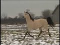 Too Slick Two Watch - Horse Stallion Indiana By Routh