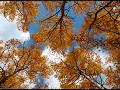 Autumn // Tardor // Otoño