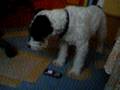 videos de HPIM1558.AVI