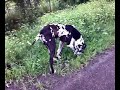 Duitse Dog