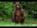Male Grizzly Bear Assaults Female with Cub