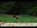 Male Grizzly Bear Assaults Female with Cub