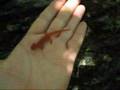 Eastern Newt
