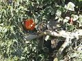 Squirrels and Sedaris
