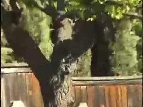 Nuthatch in Apricot Tree April 2007