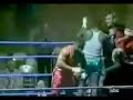Stupid Boxer Stupid Boxer