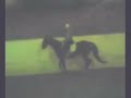 Jazz- 10 yr old thoroughbred gelding