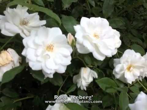 how to transplant iceberg roses