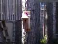 videos de woodpecker.mov