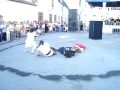CAVALERII COROANEI- TEATRUL STRADA