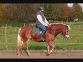 chevaux qui me manque chevaux qui me manque