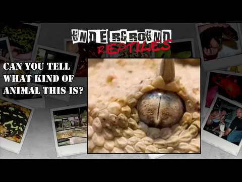 YouTube reptile video