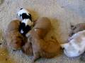 videos de Cavalier King Charles Pups 9 days old