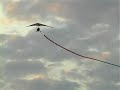 Abu Dhabi Microlight show 2006 dec