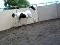 Pinto Saddlebred stallion Sen's Snowy Harlem