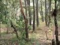 videos de safari cuerna