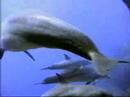 love-gratitude-and-the-dolphin-connection.html