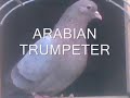 Exotic & Fancy Birds - Fancy Pigeons