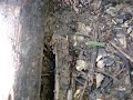 The (leaf-cutter) ants go marching two by two The (leaf-cutter) ants go marching two by two