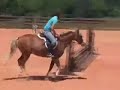 Silverthorn Farm-Jack Be Nimble Silverthorn Farm-Jack Be Nimble