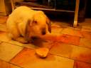 bunny axel eating orange.avi bunny axel eating orange.avi