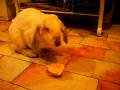 videos de bunny axel eating orange.avi