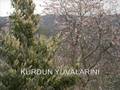 KURDUN YUVALARINI-AYDIN GÜNER