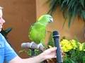 Singing Parrot