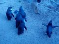 Little Penguin Victor Harbour
