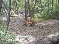 Video0034.mp4