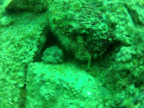 Toadfish at St. Andrews State Park - Panama City Beach, Florida, USA