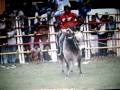 videos de TORO EL GARZON RANCHO EL SUFRIMIENTO OAXACA