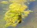 Chinese researchers at University of Minnesota grow algae