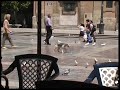 Skating Dog