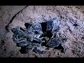 green turtle hatchlings at chagar hutang