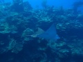 Shark videos by Playa Scuba Dive Center