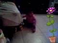 Mi puequena travieza