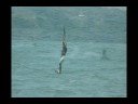 videos kitesurf