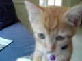 Sweetie Purrs Sweetie Purrs