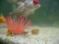 Aquario de agua doce 
