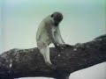 Sesame Street - monkeys in the wild