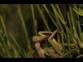videos de Praying Mantis (Family Stenopelmatidae)