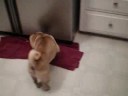pizzookie and a laser pointer...
