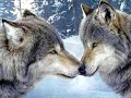 In Extremo-Die Gier.wmv
