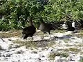 Black-footed Albatross courtship dance